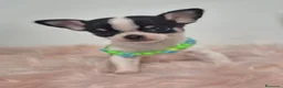 Chihuahua perros en venta: Chihuahua ❤️  - Anuncio 3