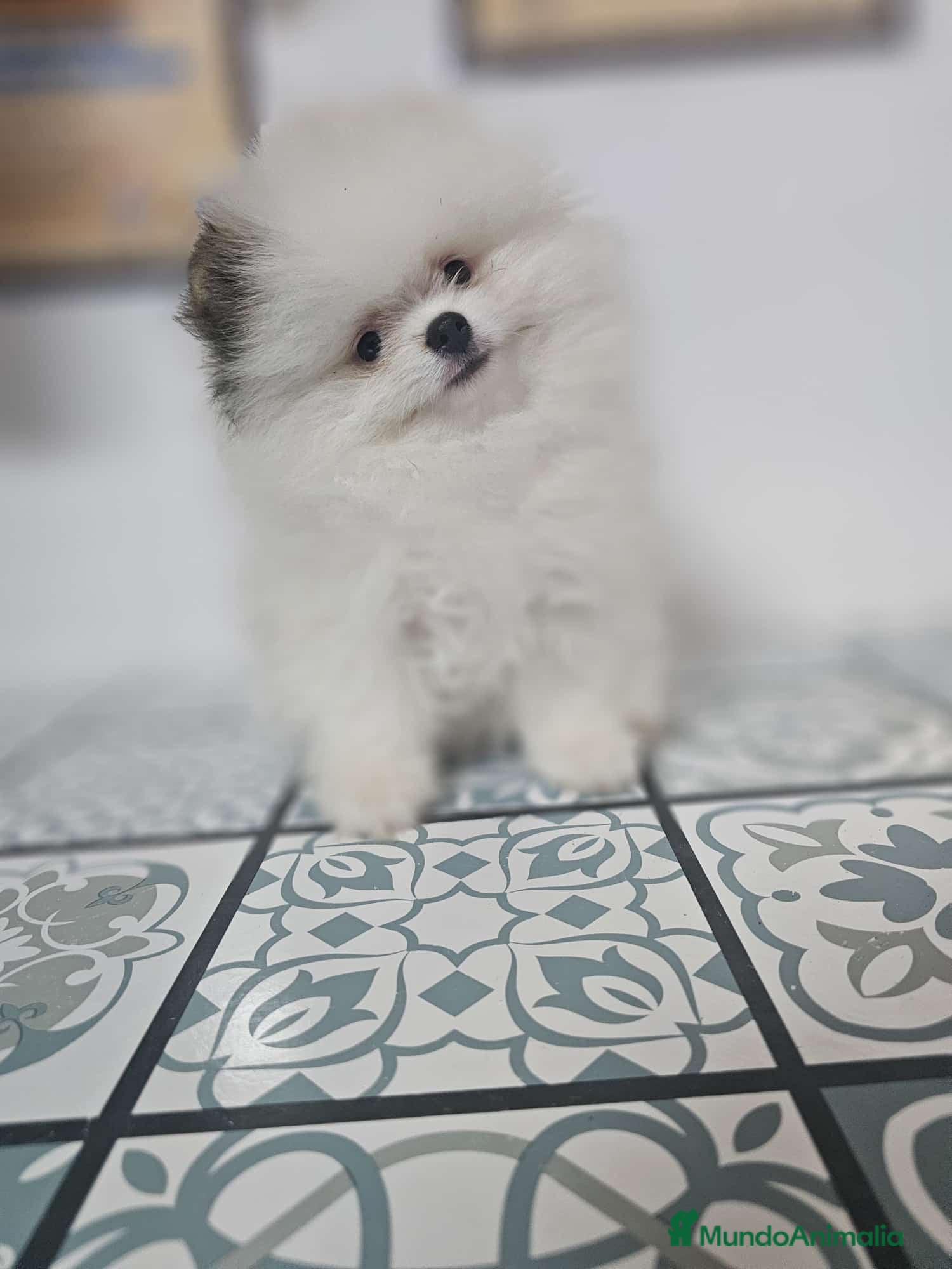 Pomerania perros CAMADA DE POMERANIA LINIA RUSA  - Anuncio 2