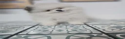 Pomerania perros en venta: CAMADA DE POMERANIA LINIA RUSA  en Barcelona - Anuncio 1