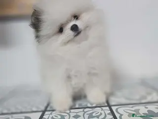 Pomerania perros CAMADA DE POMERANIA LINIA RUSA - Anuncio 2