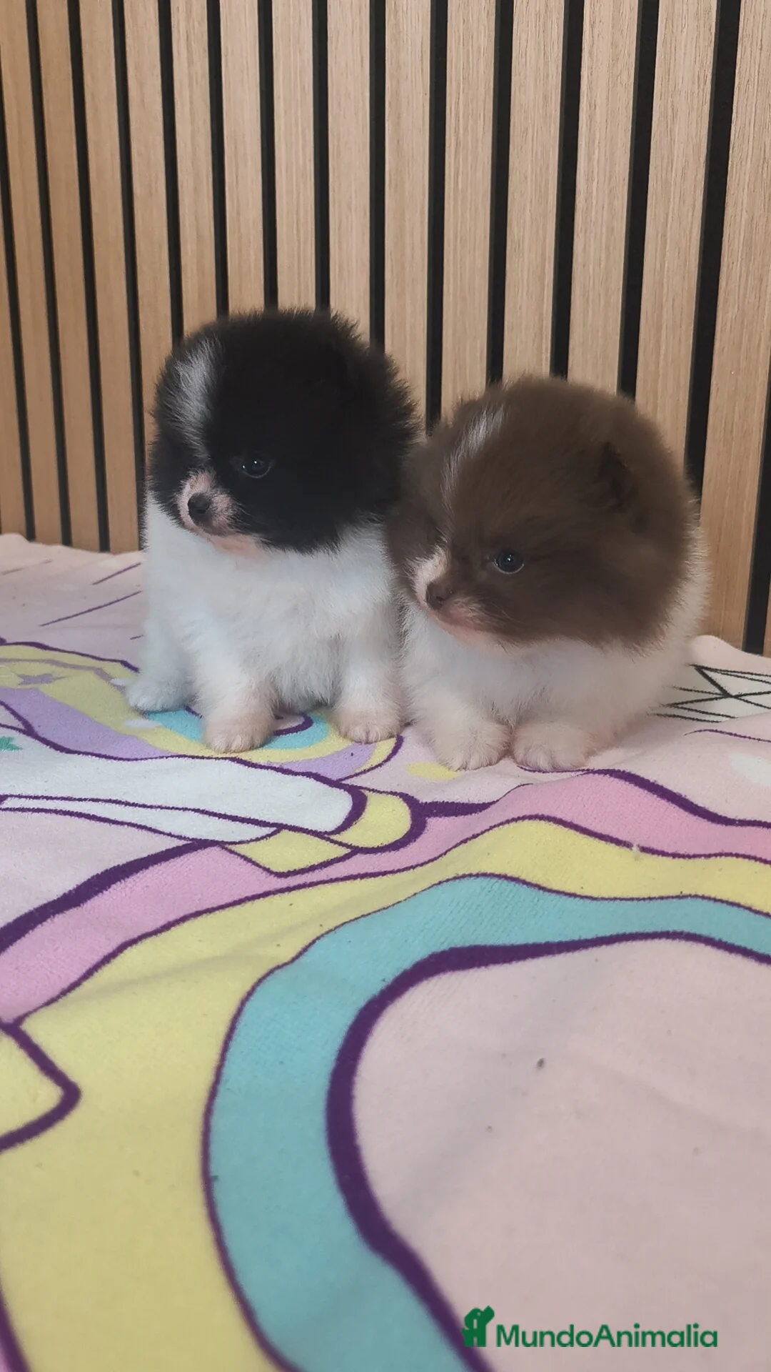 Pomerania perros en venta: Pomerania TOY Party ♀️♂️ - Anuncio 1