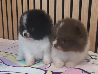 Pomerania perros Pomerania TOY Party ♀️♂️ - Anuncio 3