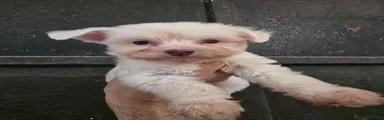 Perro Crestado Chino cachorro 1