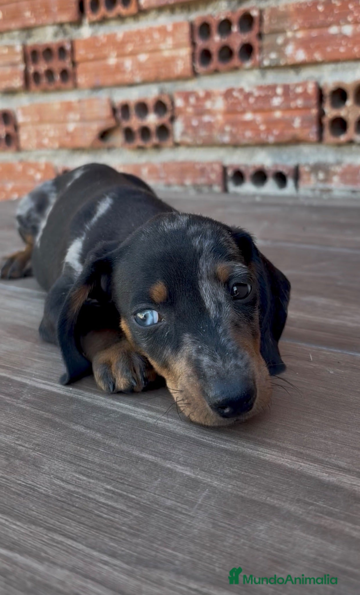 Teckel Miniatura perros CACHORROS TECKEL ARLEQUÍN PLATA - Anuncio 2