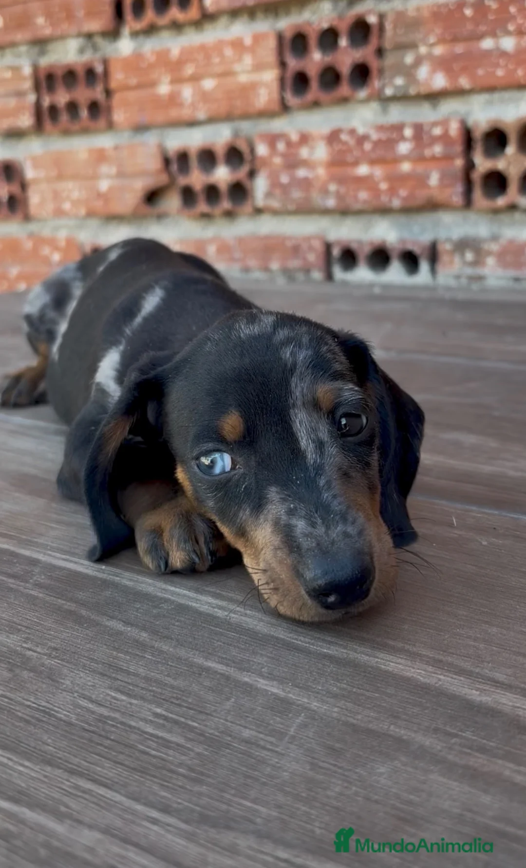Teckel Miniatura perros en venta: CACHORROS TECKEL ARLEQUÍN PLATA - Anuncio 1