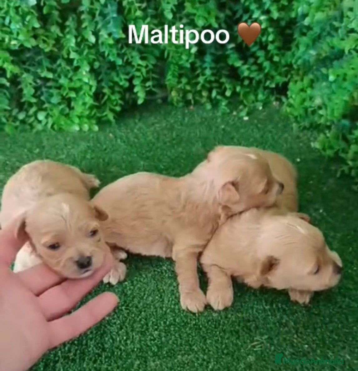 Maltipoo perros Maltipoo - Anuncio 1