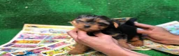 Yorkshire Terrier perros en venta: YORKSHIRE MINIATURA  - Anuncio 1