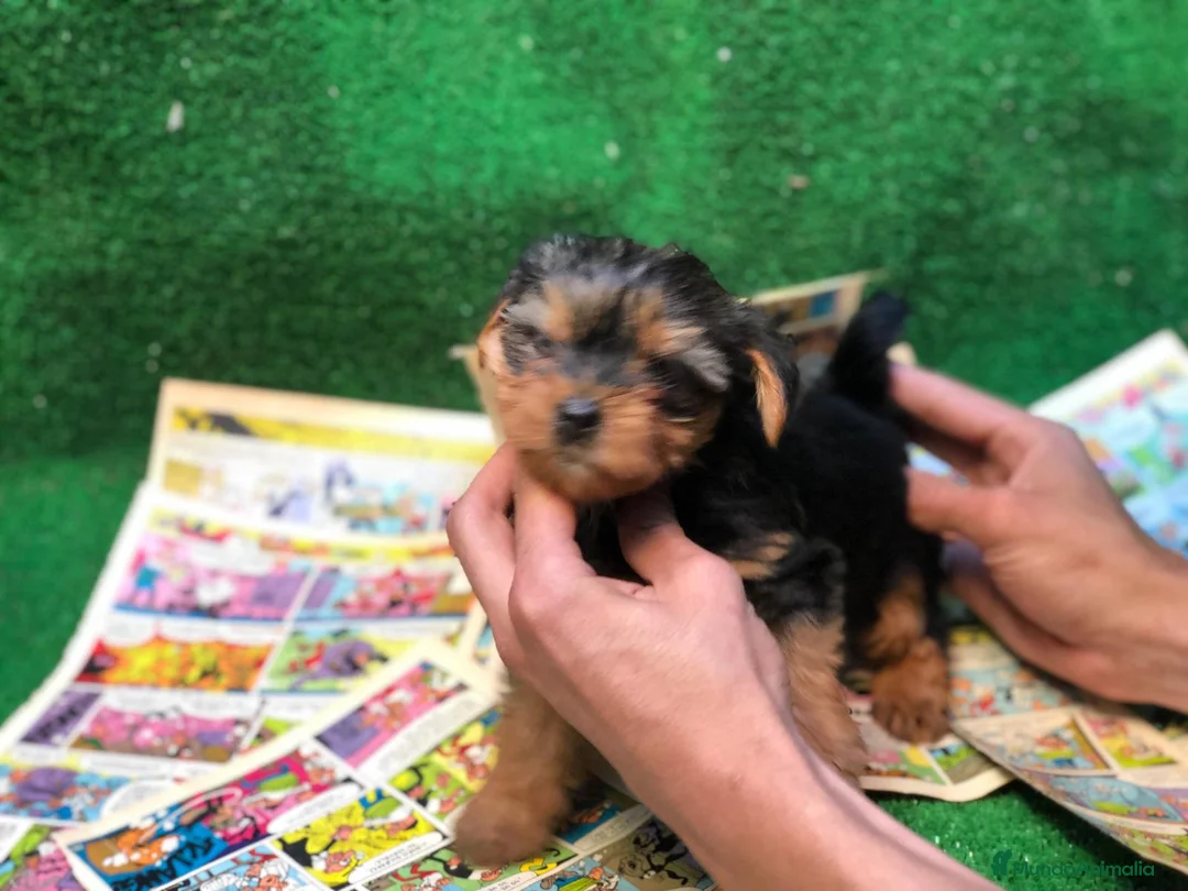 Yorkshire Terrier perros en venta: YORKSHIRE MINIATURA  - Anuncio 1