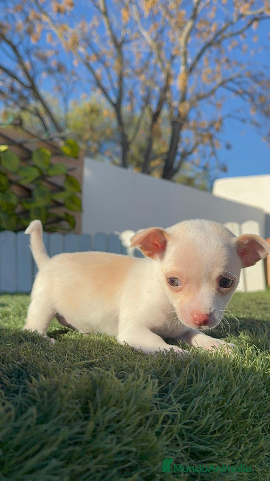 Chihuahua perros en venta: CHIHUAHUA MACHO - Anuncio 8