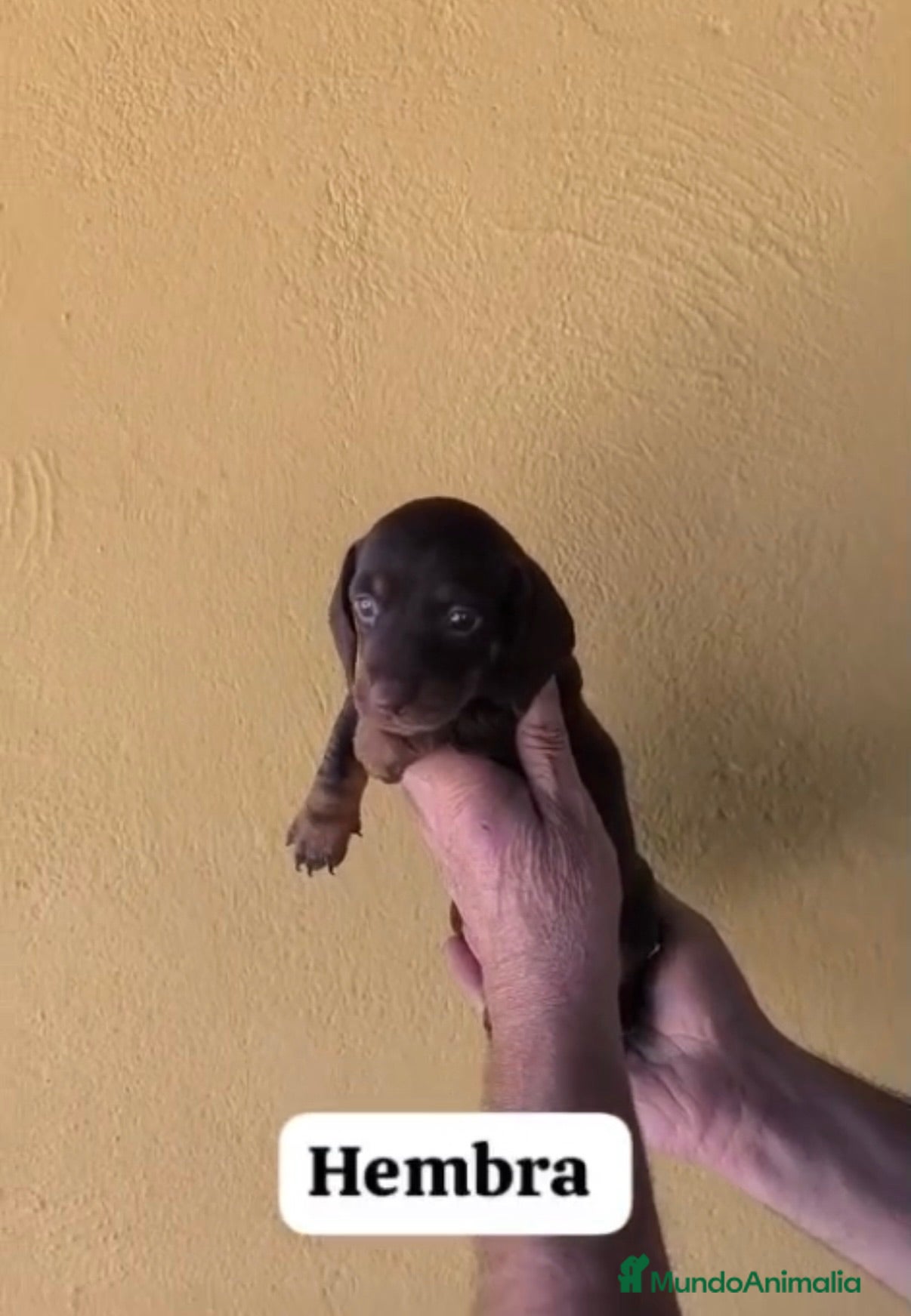 Teckel perros Teckel hembra - Anuncio 3