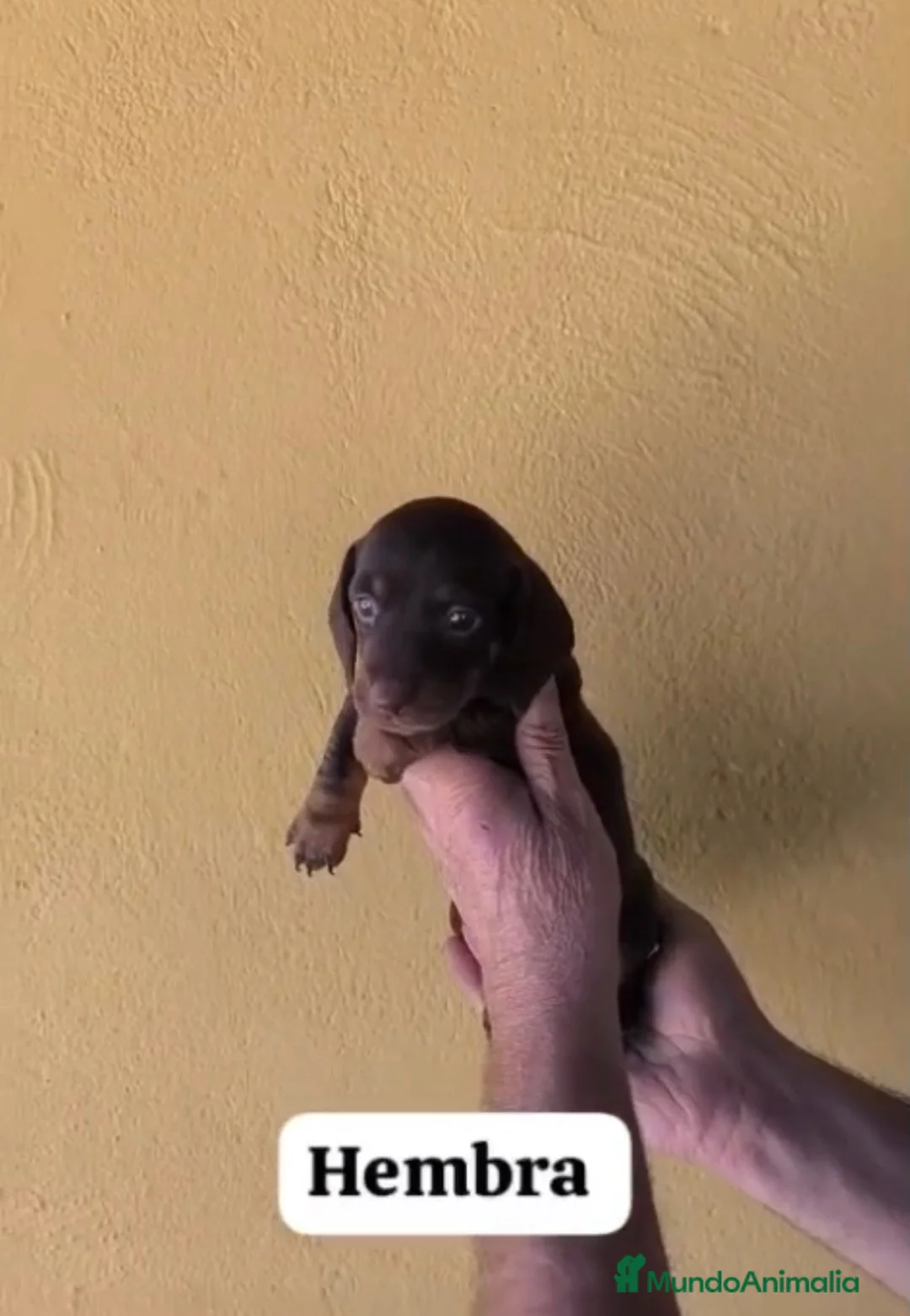 Teckel perros en venta: Teckel hembra - Anuncio 1