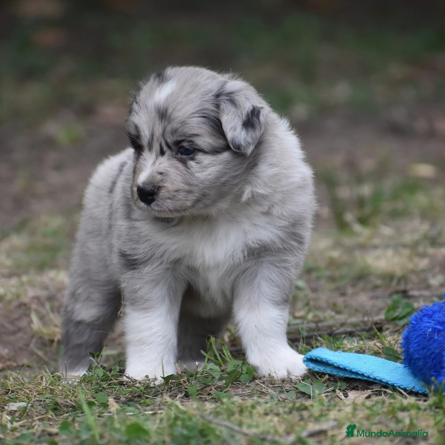 Border Collie perros BORDER COLLIE MERLE  631 67 03 85 en Sevilla - Anuncio 2