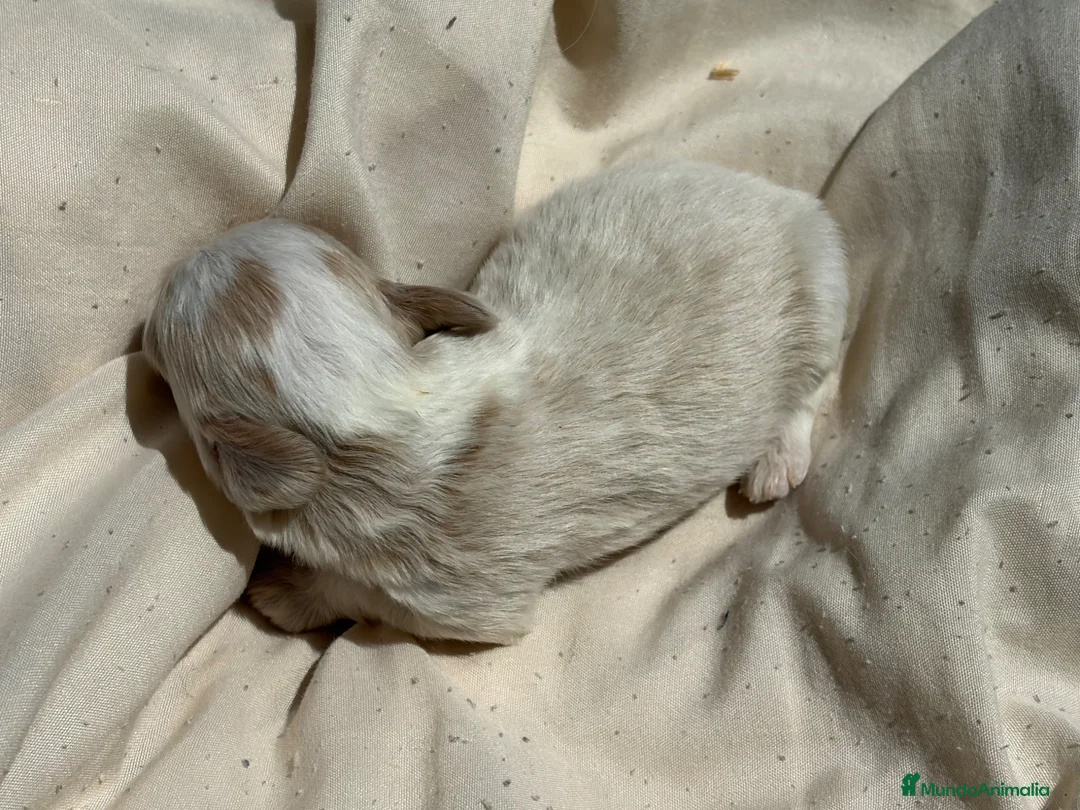 Maltipoo perros en venta: Maltipoo - Anuncio 5