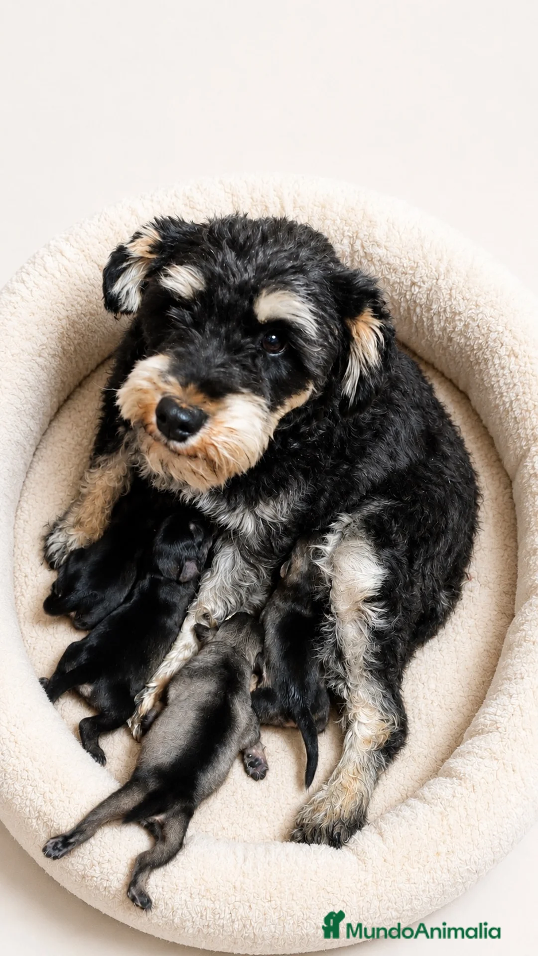 Schnauzer Miniatura perros en venta: SCHNAUZER MINIATURA GRAN CALIDAD - Anuncio 2