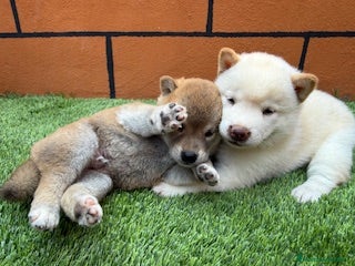 Shiba Inu perros - Anuncio 11