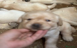Labrador Retriever perros en venta: LABRADORES AMARILLOS DISPONIBLES - Imagen 3