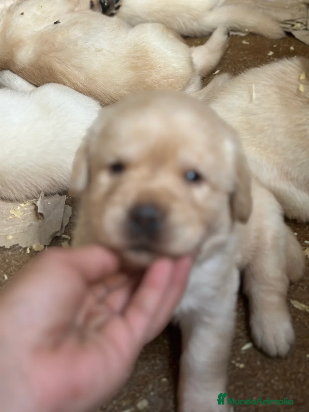 Labrador Retriever perros en venta: LABRADORES AMARILLOS DISPONIBLES - Anuncio 3