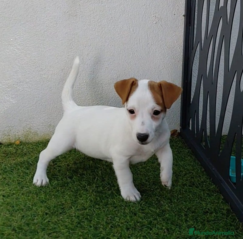 Jack Russell Terrier perros Jack Russell  - Anuncio 2