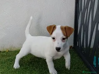 Jack Russell Terrier perros Jack Russell - Anuncio 2