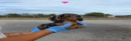 Teckel Miniatura perros en venta: TECKEL MINI ARLEQUIN - DISPONIBLES ✅ - Anuncio 3