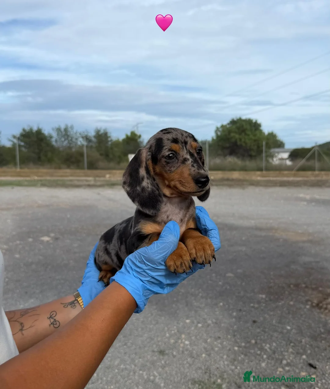 Teckel Miniatura perros en venta: TECKEL MINI ARLEQUIN - DISPONIBLES ✅ - Anuncio 3