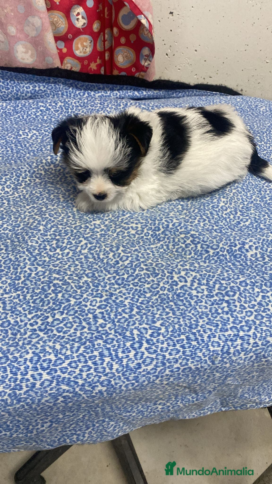 Biewer Yorkshire Terrier a la Pom Pon perros CACHORRITO DE YORKSHIRE BIEWER - Anuncio 1