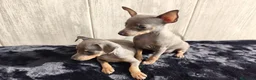 Ratón de Praga perros en venta: RATÓN DE PRAGA - Anuncio 6