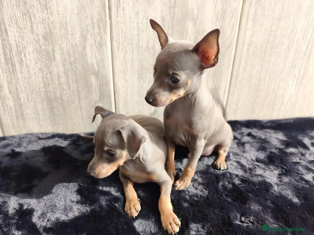 Ratón de Praga perros en venta: RATÓN DE PRAGA - Anuncio 6