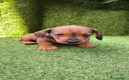 Teckel Miniatura perros en venta: camada teckel mini  - Imagen 27