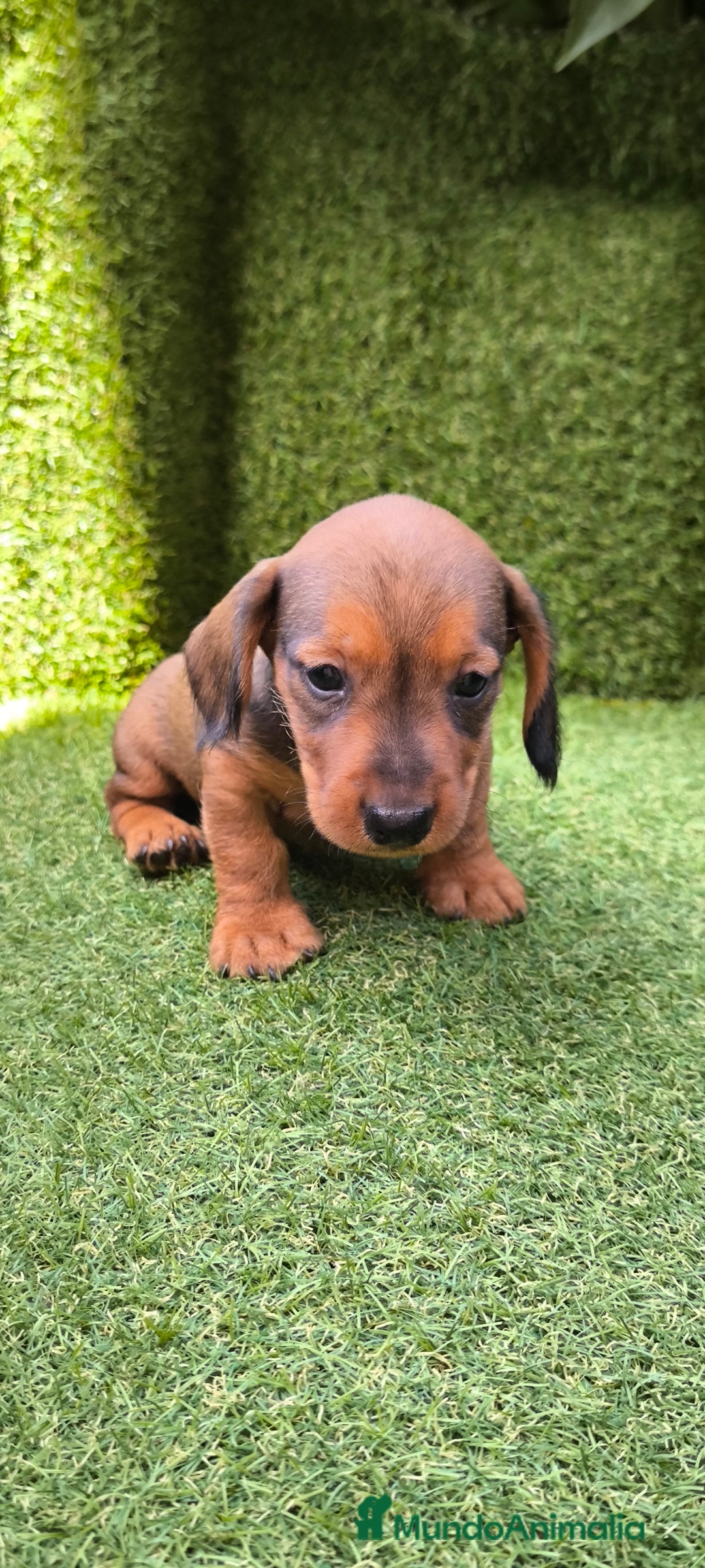 Teckel Miniatura perros en venta: camada teckel mini  - Imagen 27