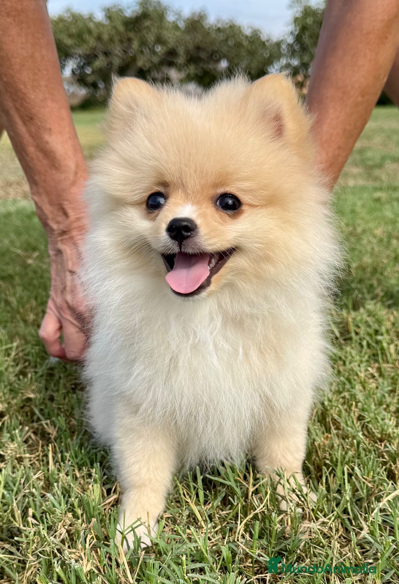Pomerania perros Cachorra de Pomerania criada en ambiente familiar - Anuncio 1