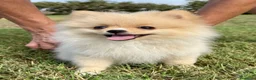 Pomerania perros en venta: Cachorra de Pomerania criada en ambiente familiar - Anuncio 1