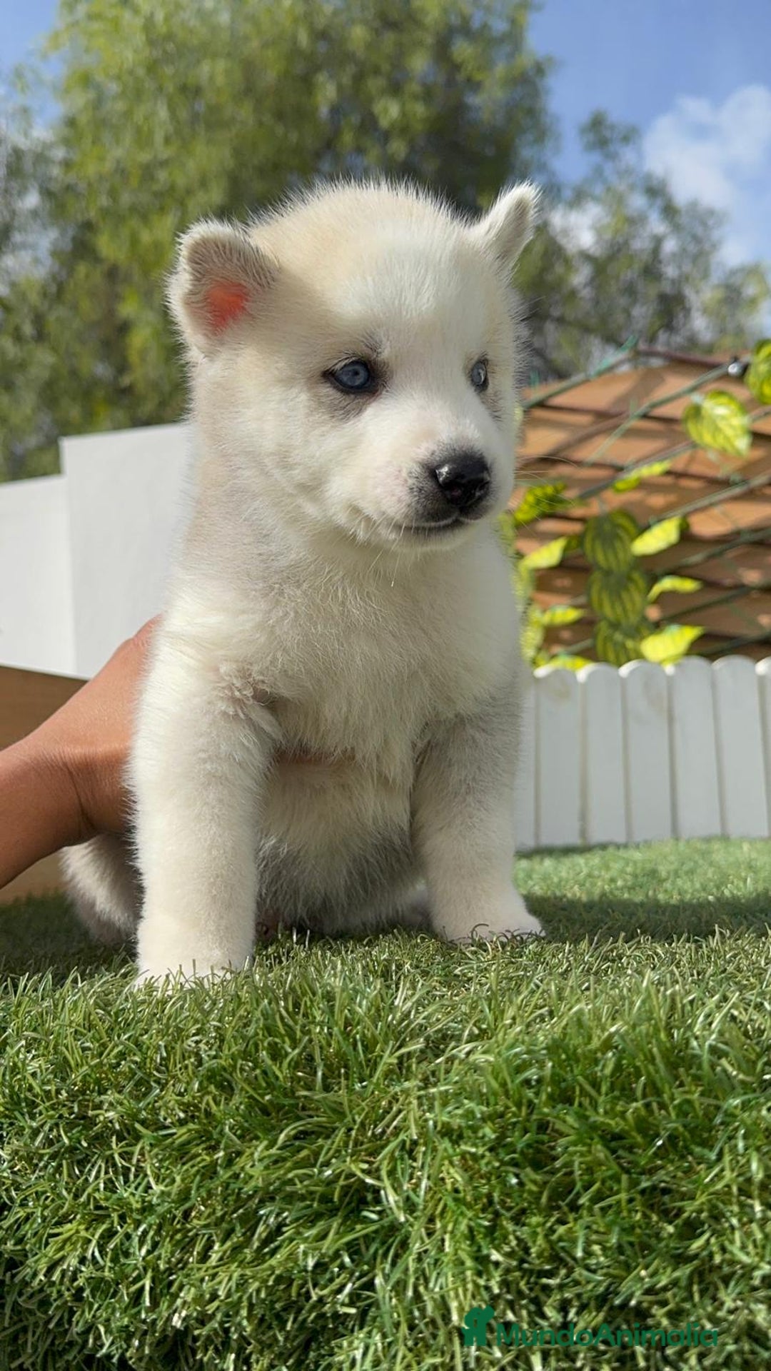 Husky Siberiano perros en venta: HUSKY SIBERIANO - Anuncio 8