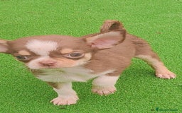 Chihuahua perros en venta: Chihuahua Toy Macho tricolor chocolate  - Imagen 3