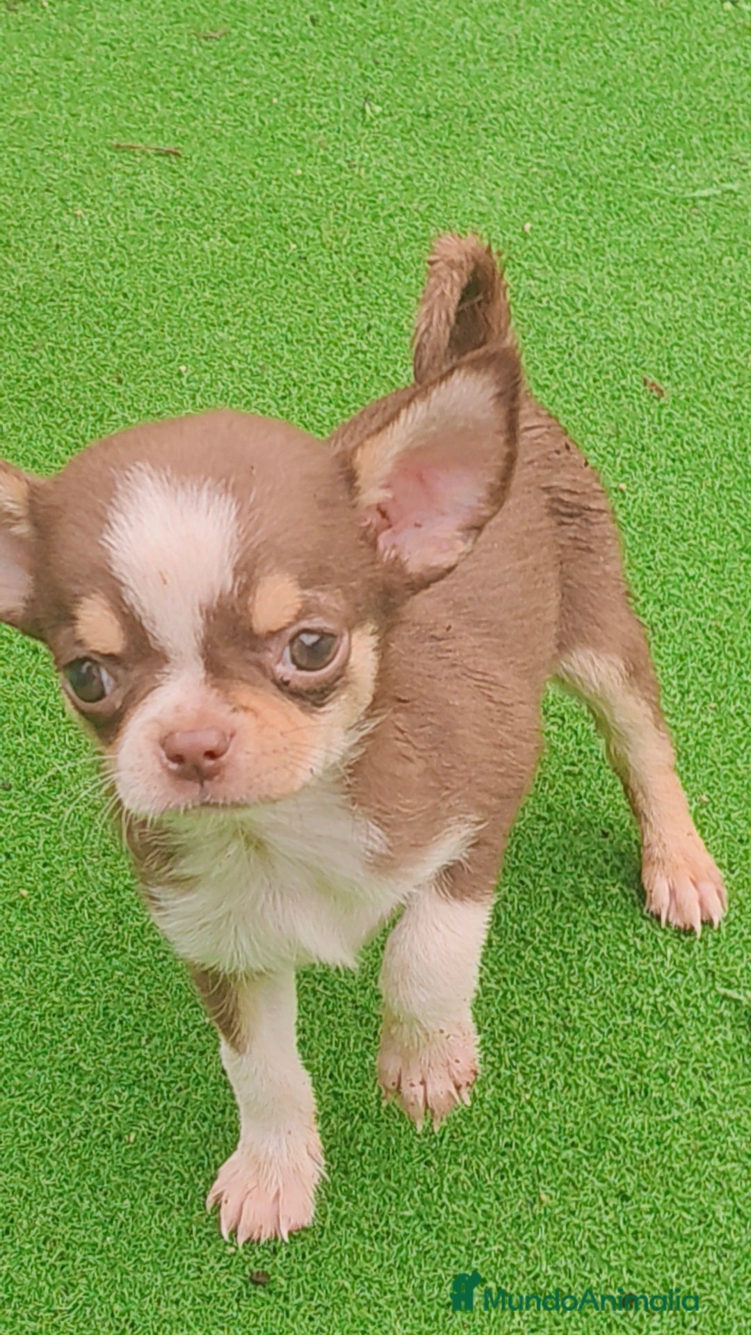 Chihuahua perros en venta: Chihuahua Toy Macho tricolor chocolate  - Imagen 3
