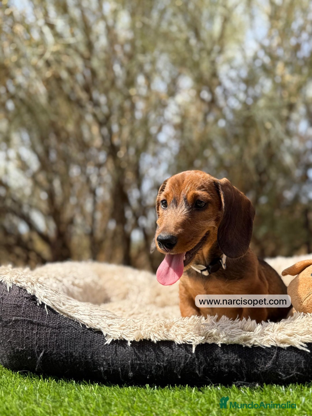 Teckel Miniatura perros en venta: TECKEL PELO DURO - Imagen 5