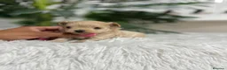 Maltipoo perros en venta: MALTIPOO 100% COREANO - Anuncio 3