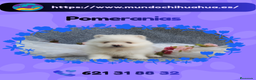 Pomerania perros en venta: Pomeranias enanos carita de osito  - Anuncio 1