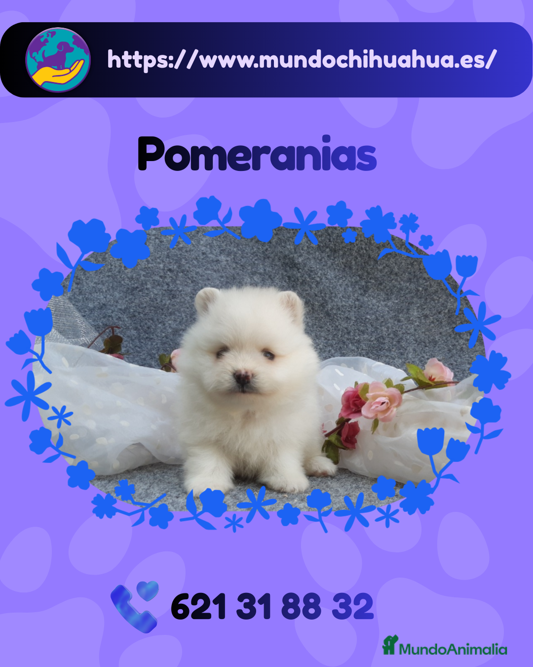 Pomerania perros en venta: Pomeranias enanos carita de osito  - Anuncio 1
