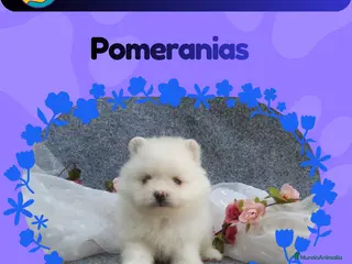 Pomerania perros Pomeranias enanos carita de osito - Anuncio 5