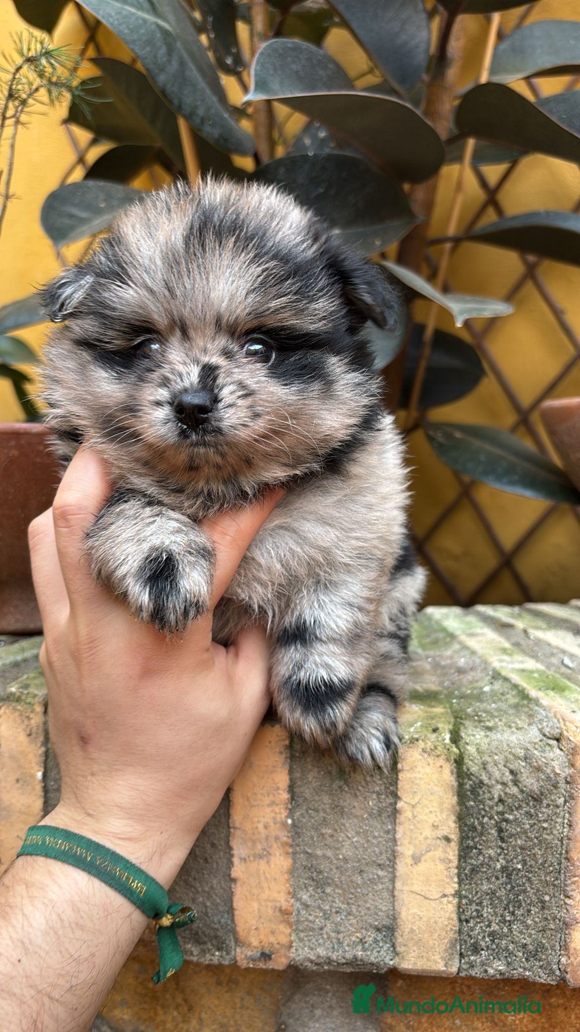 Pomerania perros Pomerania Lulu cara de oso  - Anuncio 26