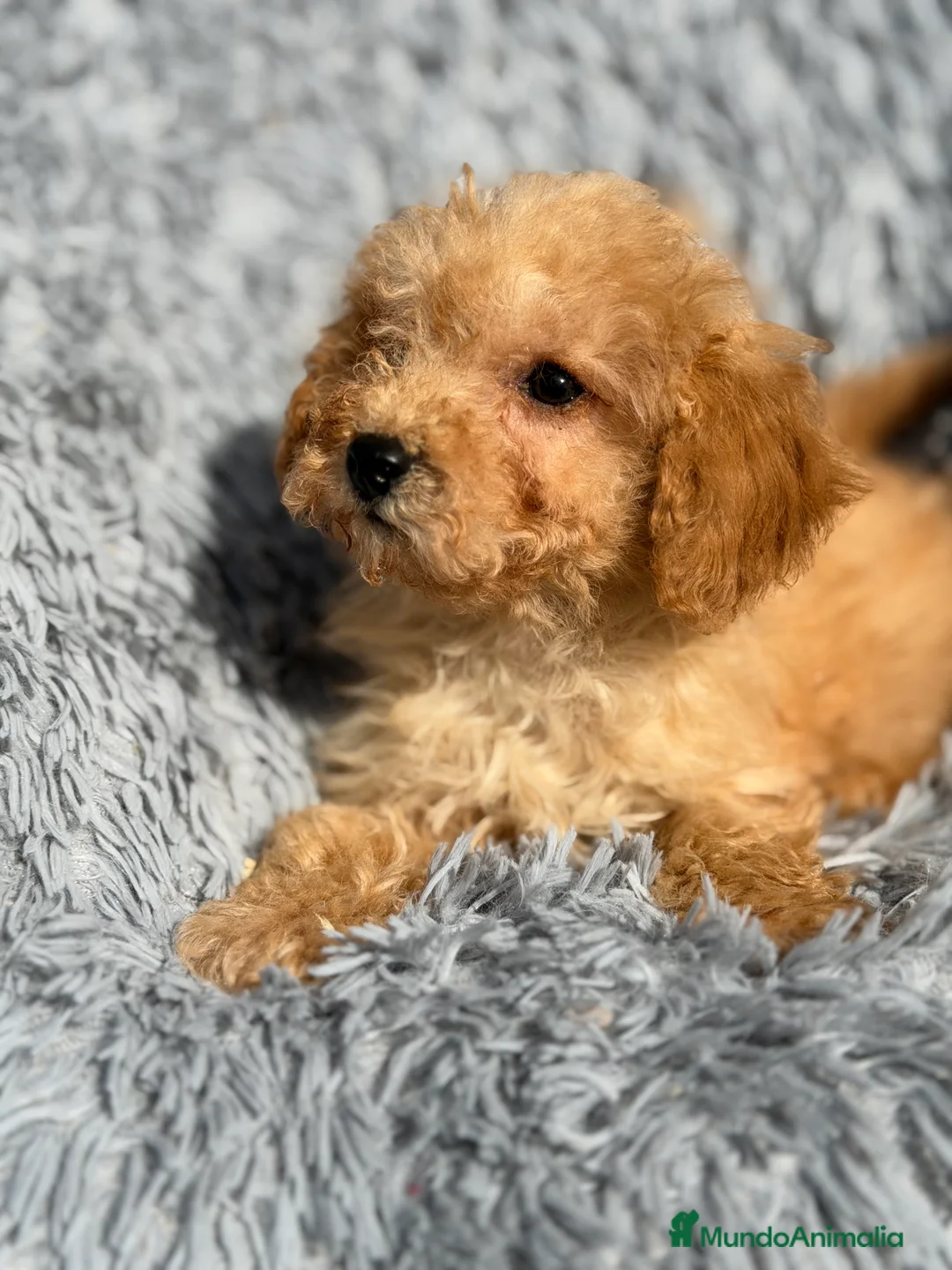 Maltipoo perros en venta: Maltipoo Toy Apricot  - Anuncio 5