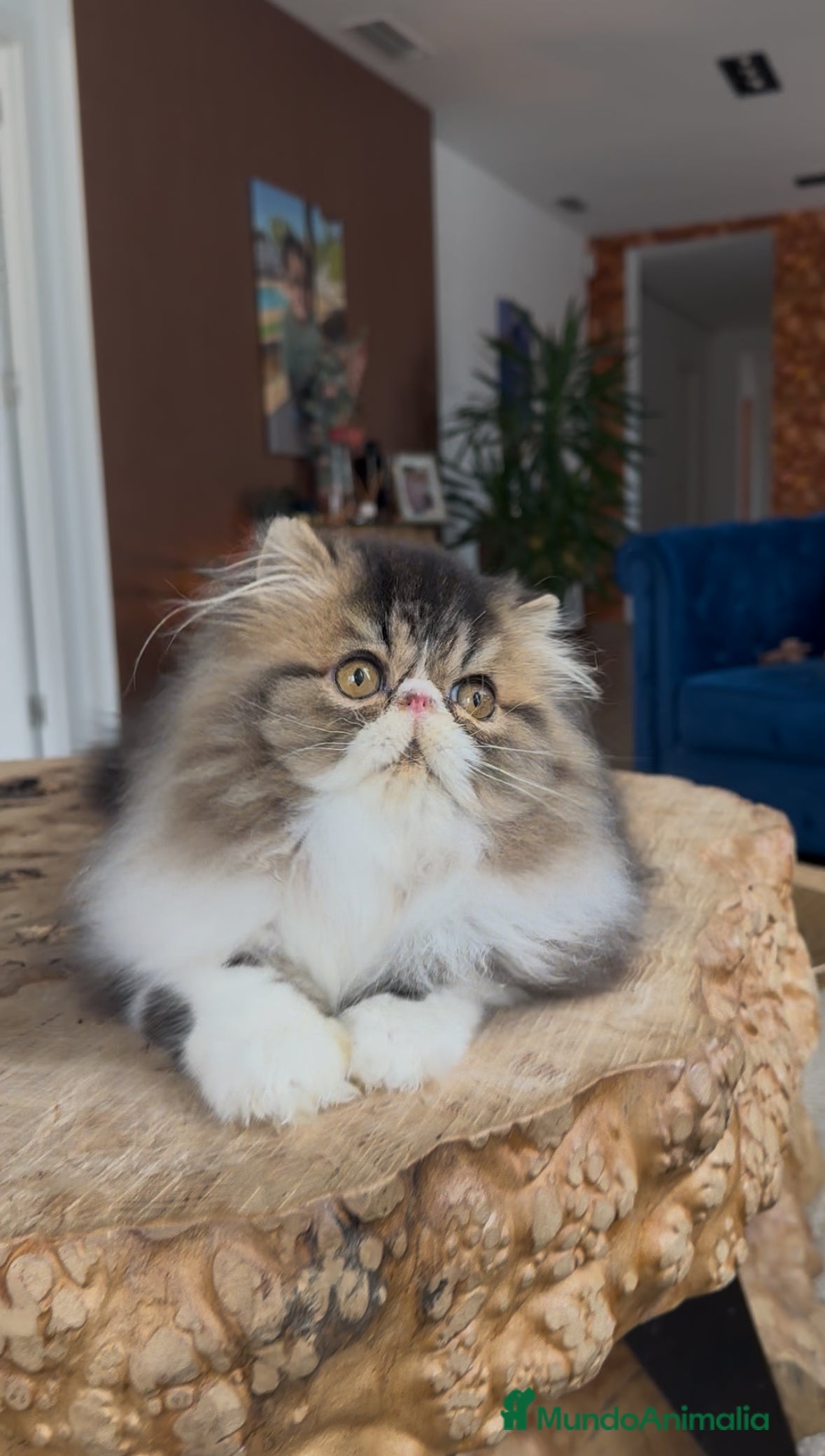 Persa gatos Persa macho Bicolor Brown Tabby  - Anuncio 6