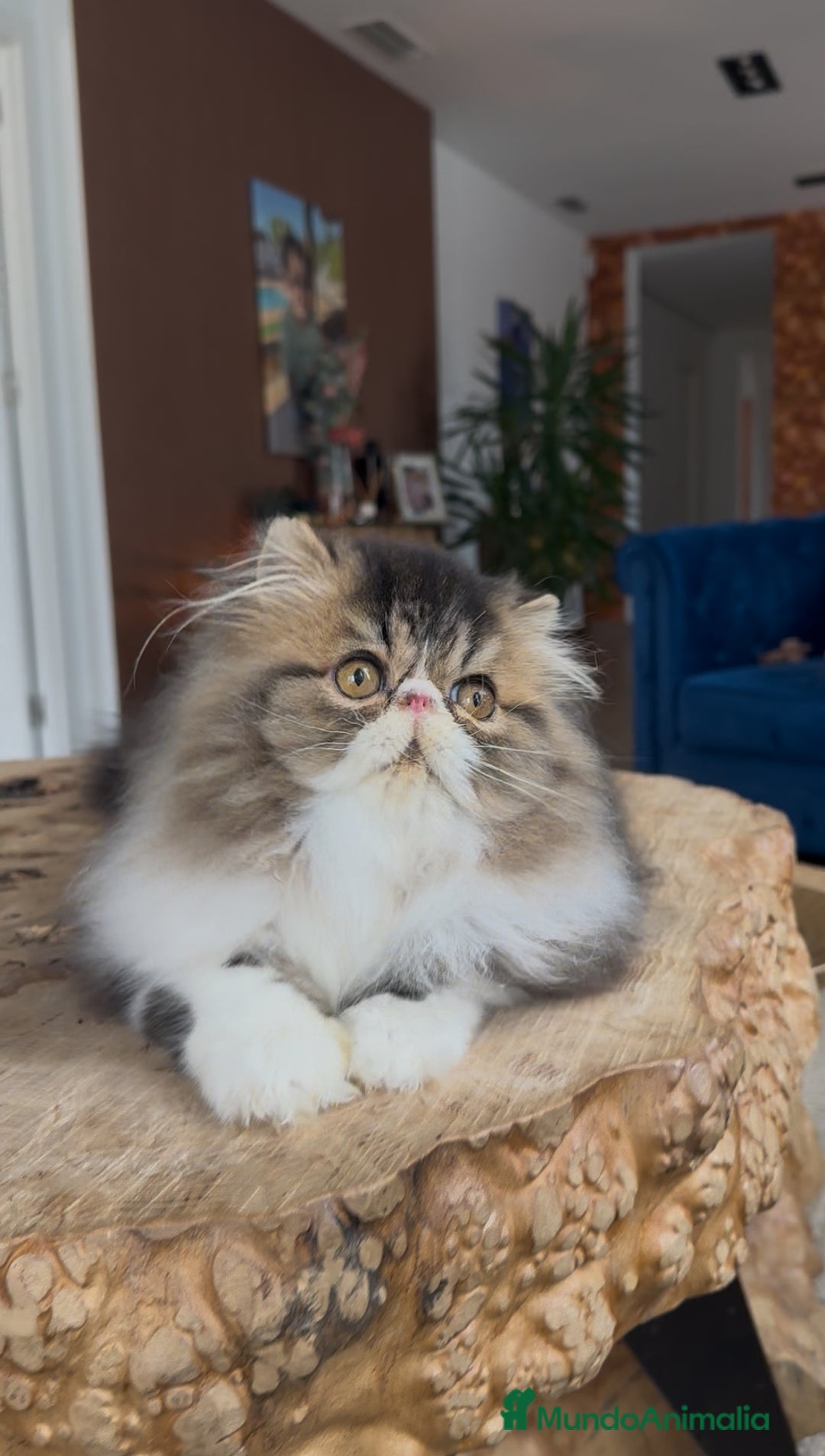 Persa gatos en venta: Persa macho Bicolor Brown Tabby  - Anuncio 1