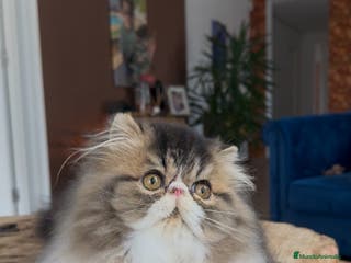 Persa gatos Persa macho Bicolor Brown Tabby - Anuncio 5