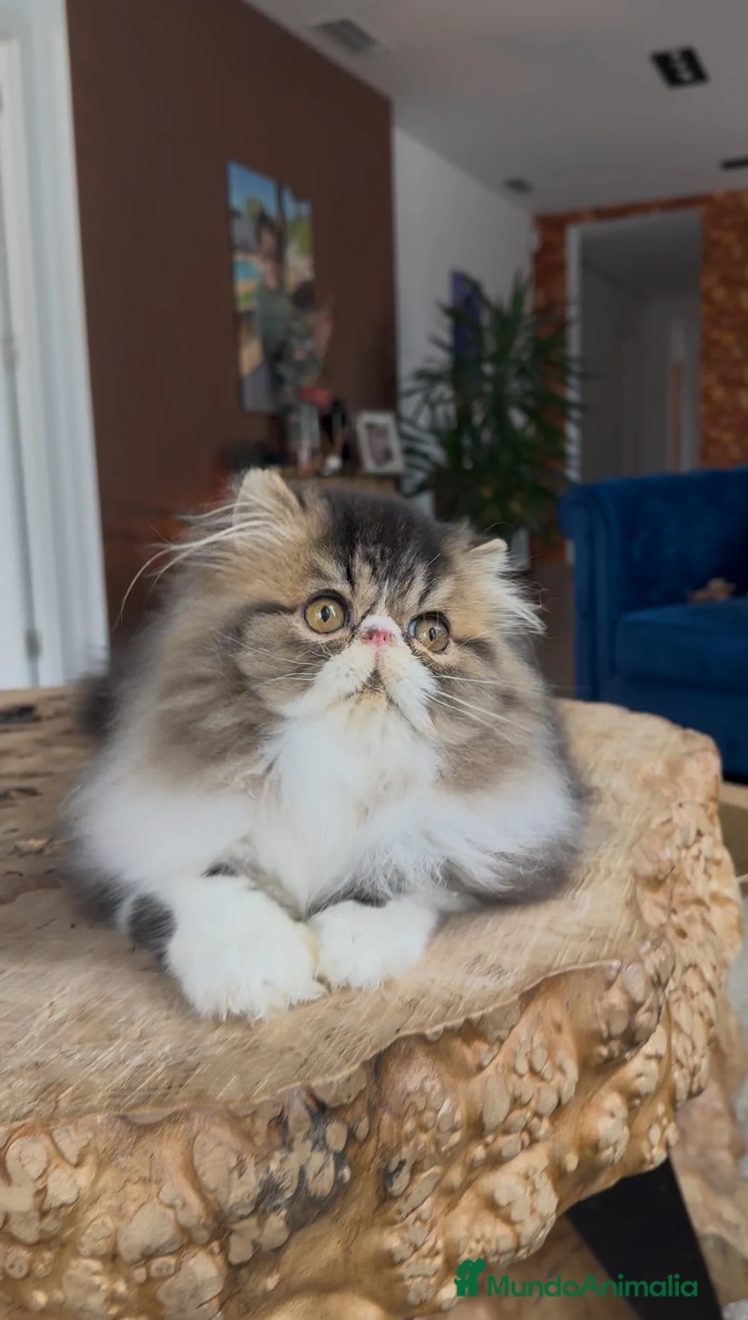 Persa gatos en venta: Persa macho Bicolor Brown Tabby  - Anuncio 1