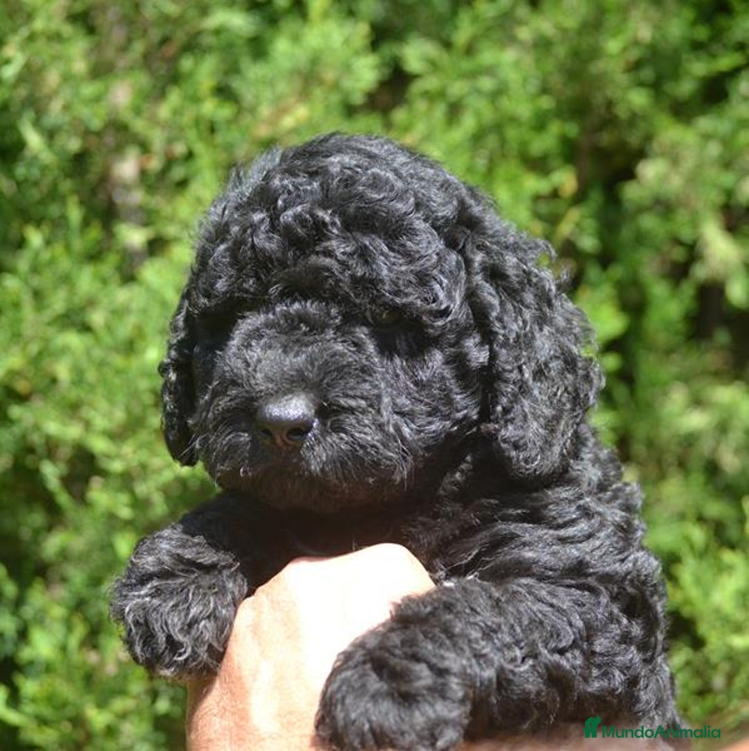 Perro de Agua Español perros en venta: Cachorro macho de perro de agua español - Imagen 4