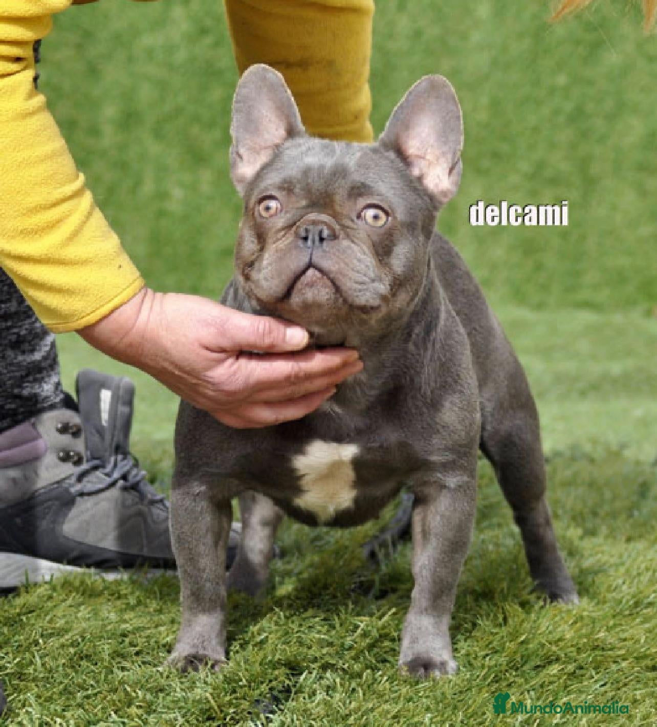 Bulldog Francés perros bulldog frances - Anuncio 2