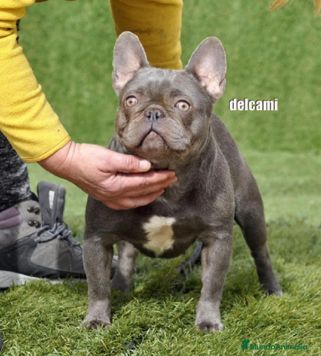 Bulldog Francés perros en venta: bulldog frances - Anuncio 2