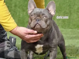 Bulldog Francés perros bulldog frances - Anuncio 2